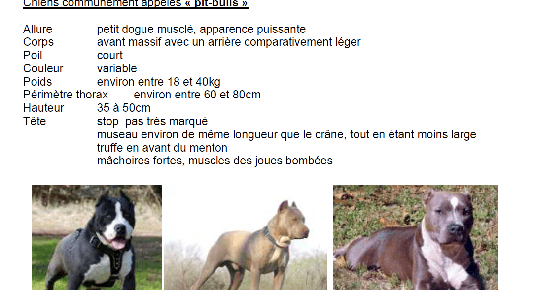 Chiens dangereux en France précisions sur les catégories et les