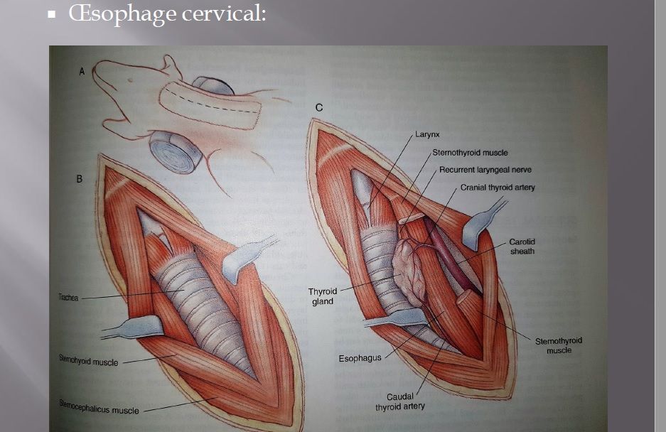 Les urgences intestinales