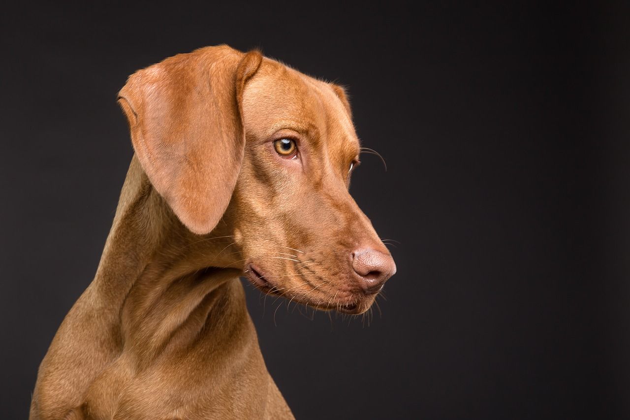 Le cannabidiol serait un traitement complémentaire intéressant de l’épilepsie essentielle canine.